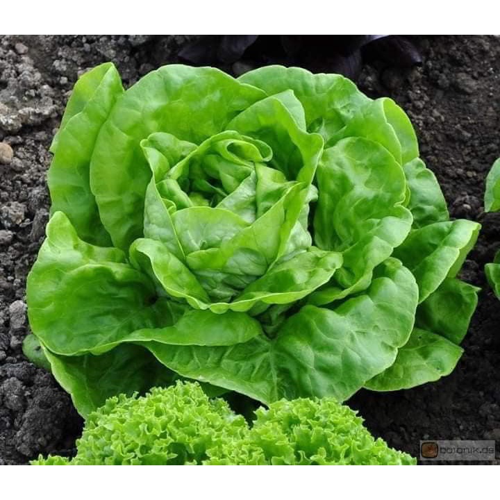HẠT GIỐNG RAU XÀ LÁCH ĐĂM CAO SẢN DỄ TRỒNG