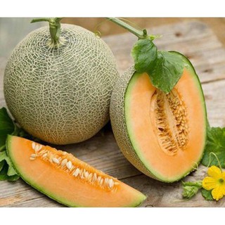 Hạt giống Dưa Lưới Tròn 10 Hạt
