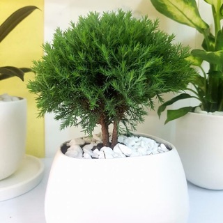 Tùng bồng lai giống mới