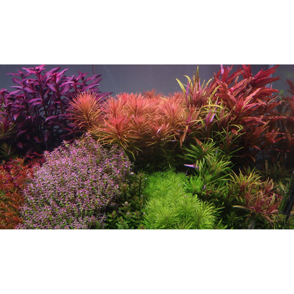 cây thuỷ sinh Rotala Pearl - vảy ốc ngọc trai - 30k/20 ngọn