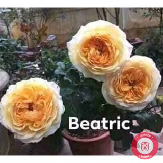 Cành Chiết Hồng Ngoại Beatric Cành Chiết Hoa Hồng
