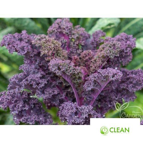 Hạt giống Cải lá Xoăn tím Kale
