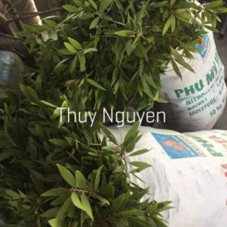 Tinh dầu tràm