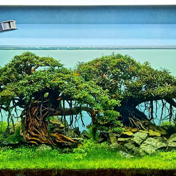 Bonsai Đức Vũ