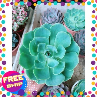 Sen Đá Xanh Đất Size Đại