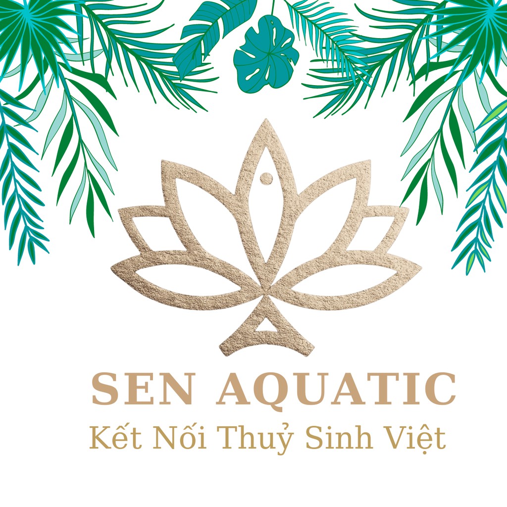Cây Thuỷ Sinh Bucep Xanh - Bucephalandra