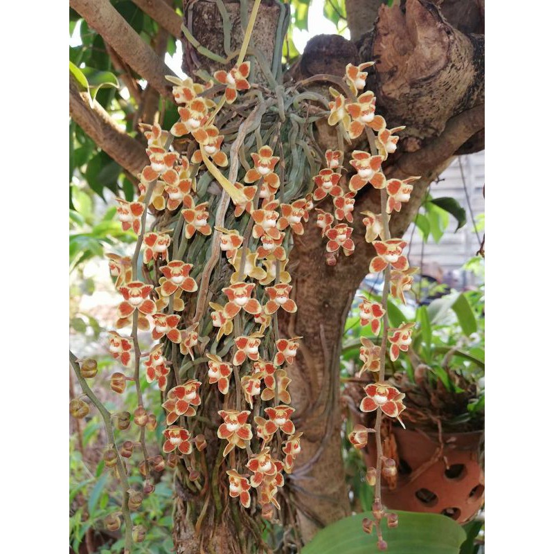 Hoa phong lan căn diệp