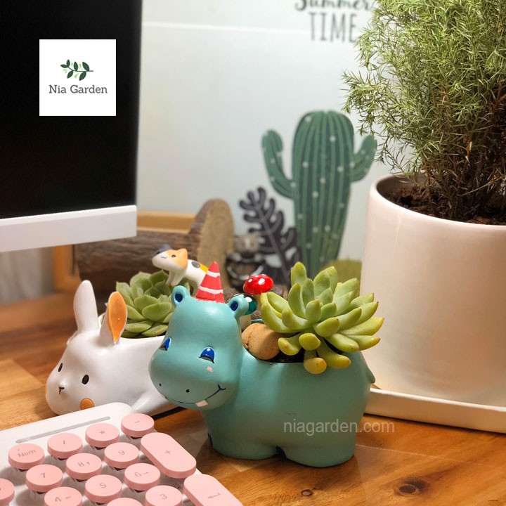 Chậu hà mã xanh trồng xương rồng sen đá cây để bàn mini Nia Garden N4