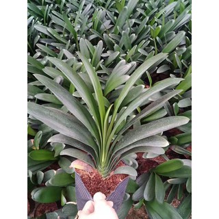 LAN QUÂN TỬ SIÊU ĐẠI BỰ HÀNG BÁN CHẬU, GỬI ĐI NGUYÊN CHẬU