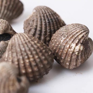 sò huyết tự nhiên
