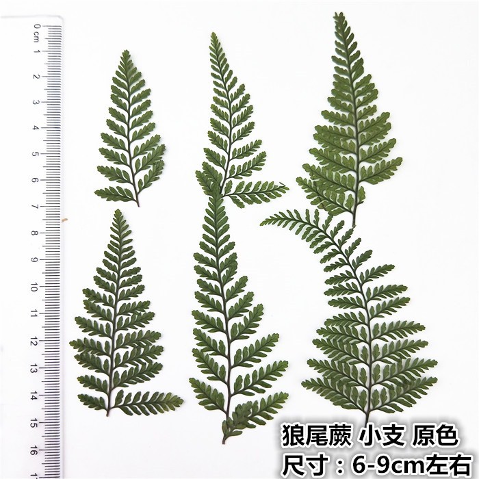 Pressed flower Pennisetum fern dried flower makeup plant specimens embossed phone case bookmark kindergarten handmade leaf stickers