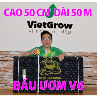 BẦU ƯƠM V6 TẾT KIỆM CUỘN DÀI 50M - CAO 50CM ĐỘ DẦY 0.6MM