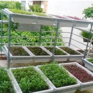 Khung kệ sắt v lỗ trồng rau sạch 2 tầng dùng 8 khay nhựa ( không bao gồm khay)
