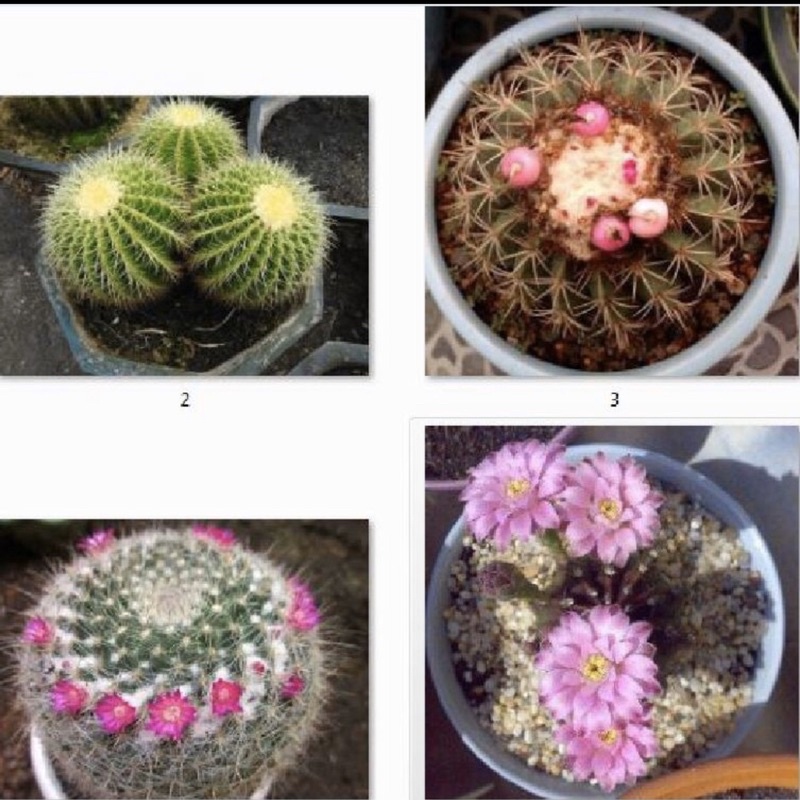 Hạt giống xương rồng mix màu