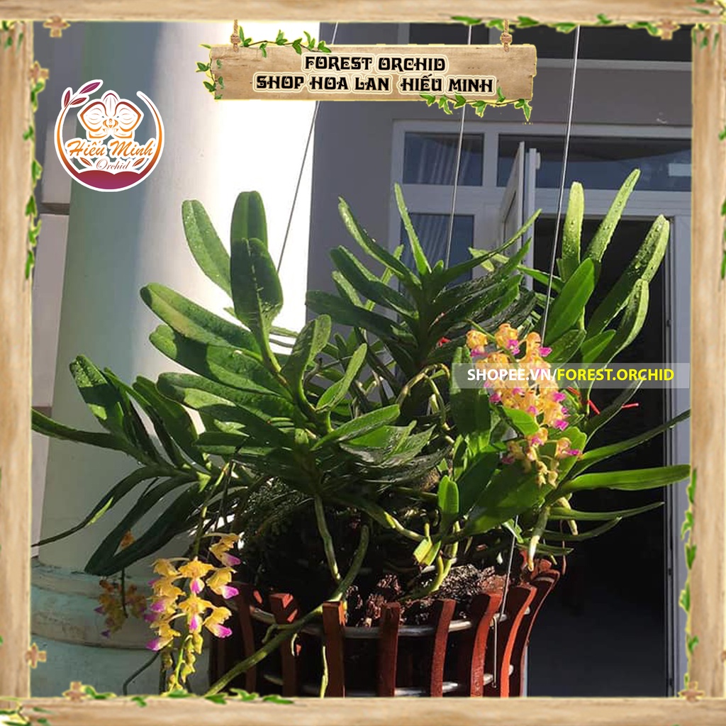 Hoa Lan đột biến Hoàng Nhạn, Phong lan rừng Tây Bắc, Lào, Cây Giống Giá Rẻ, phi điệp 5 cánh trắng tím