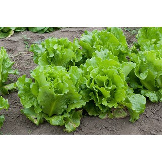 [SALE_1H] Hạt giống rau xà lách cuốn xanh ngon F1 - 2 gram