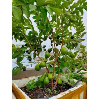 cây ổi nữ hoàng