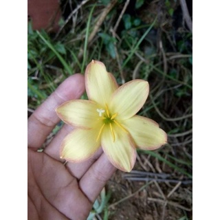 củ hoa huệ mưa