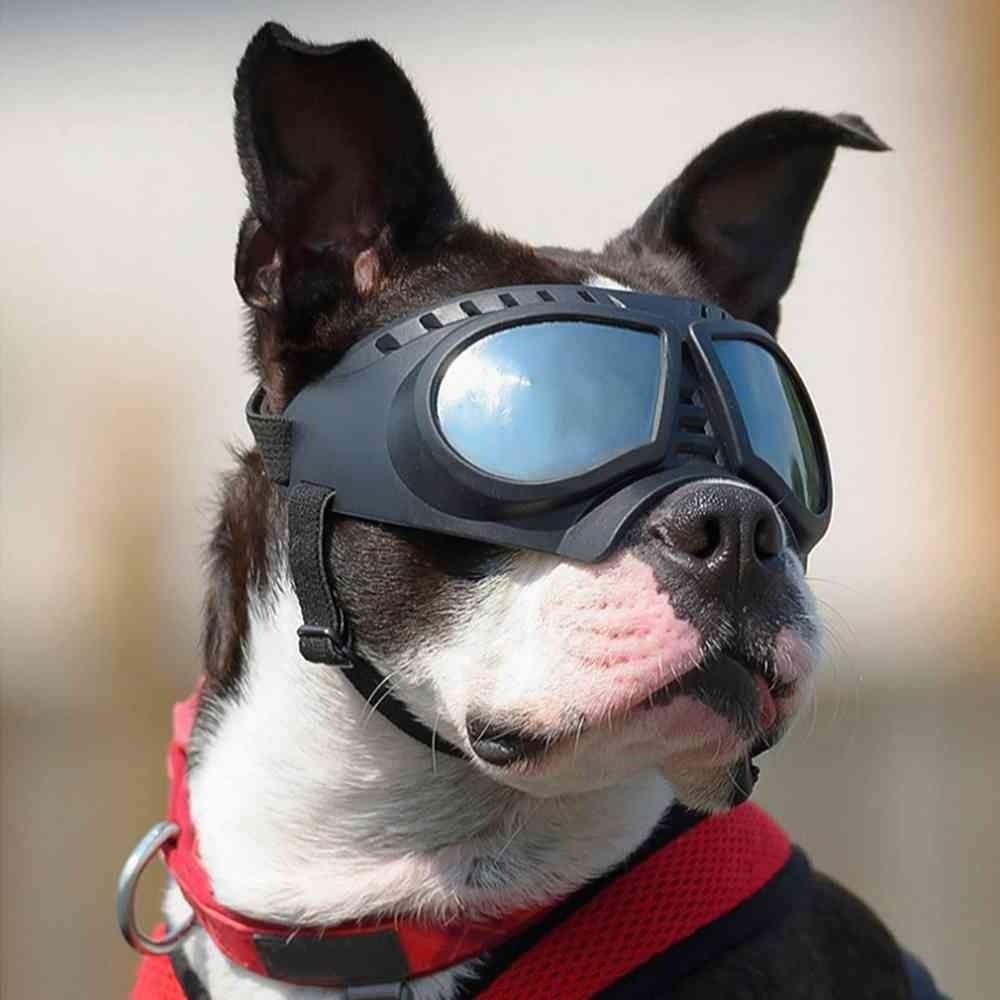 Kính Bảo Vệ Mắt Chống Nước Phản Quang Thời Trang Dành Cho Cún LAYOR1