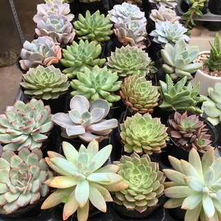 Sen đá size bầu mẫu bất kỳ | succulent