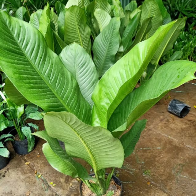 Đại Phú Gia 1m