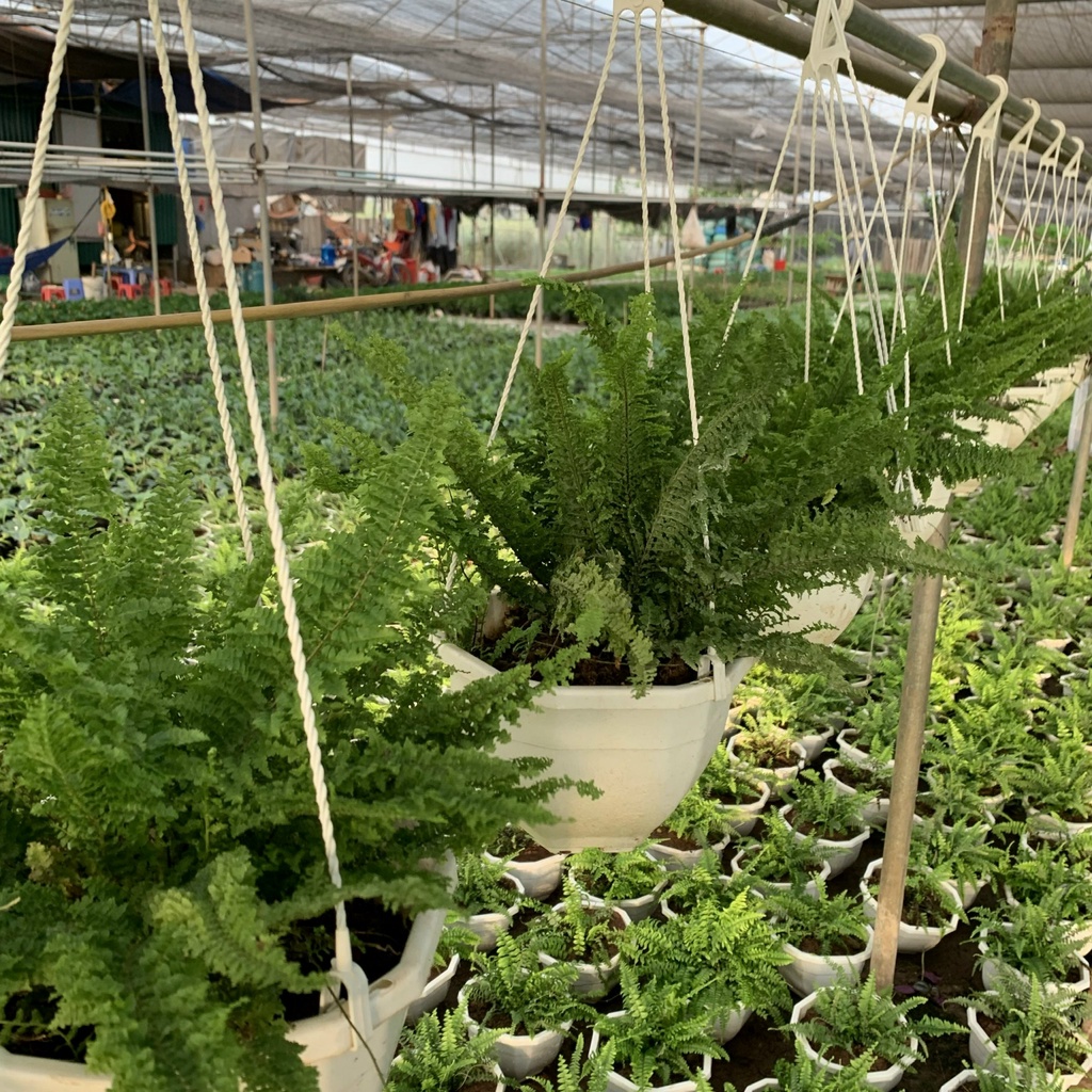 Cây dương xỉ lá xoắn treo chậu bán kính 30cm, chậu cây treo trang trí ban công, sân vườn, thanh lọc không khí