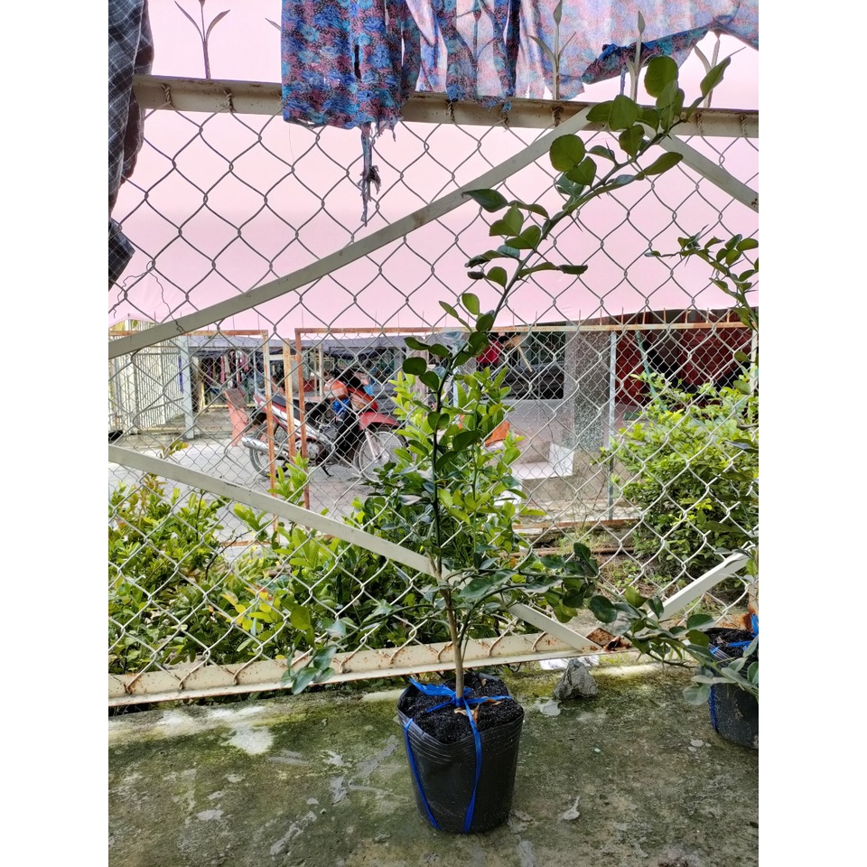 Cây chúc dạng phôi giá 150k