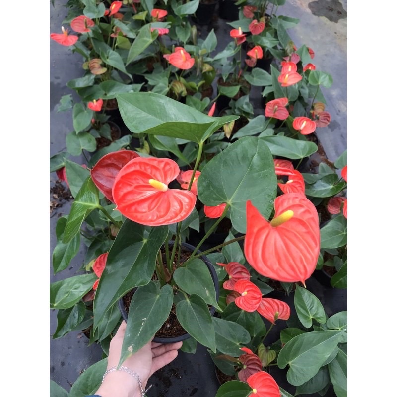 Cây hồng môn để bàn