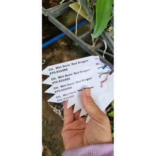 HOA LAN CATT RỒNG LỬA CÂY GIỐNG(5-10CM)