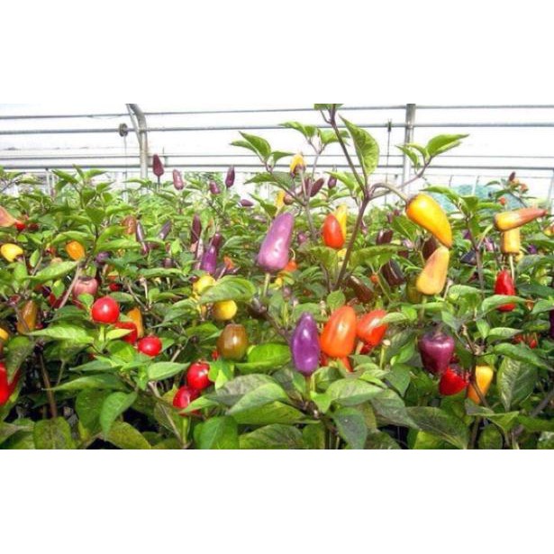 Hạt giống ớt ngũ sắc