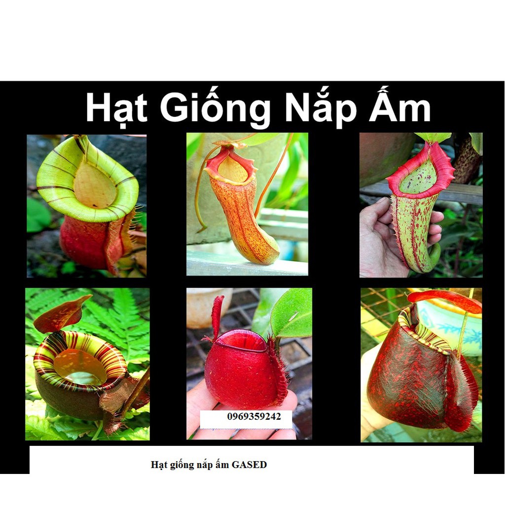 Hạt giống Nắp ấm CÂY BẮT RUỒI CÂY SĂN MỒI cây bắt côn trùng dễ trồng