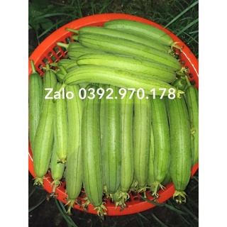Hạt giống mướp hương lai