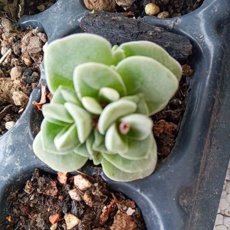 Cây sen đá sen crassula tứ diện