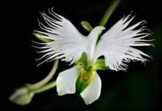 Hoa lan hài làng Bạch hạc