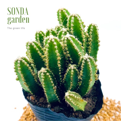 Xương rồng thanh sơn SONDA GARDEN size bé 5-8cm, xuất xứ Đà Lạt, khoẻ đẹp, lỗi 1 đổi 1