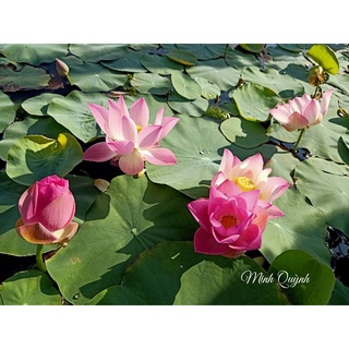Củ sen Pink Cherry
