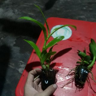 Combo 5 loại denro nắng