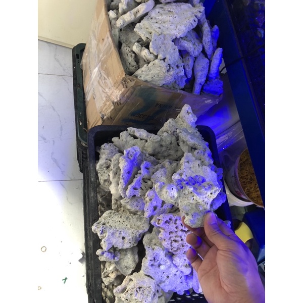 ĐÁ SAN HÔ - SETUP LAYOUT BỂ CÁ BIỂN