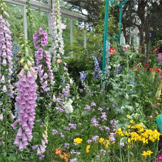 Hạt Giống Hoa Mao Địa Hoàng (gói 500 hạt, tặng phân)