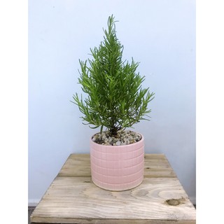 Cây Hương Thảo (không ship miền trung và  miền bắc)