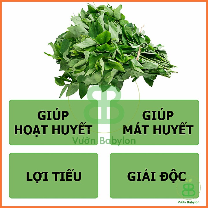 Hạt Giống Rau Ngót Dễ Trồng, Năng Suất Cao 1G