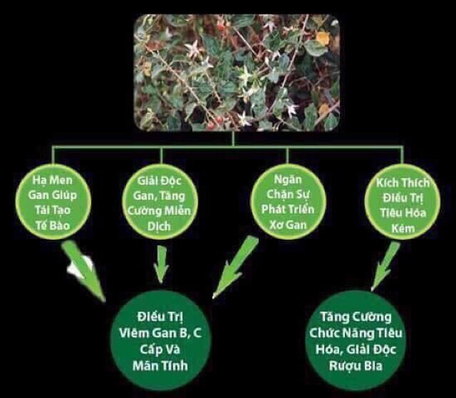 500 gr viên cà gai leo mật nhân tốt cho sức khỏe | BigBuy360 - bigbuy360.vn