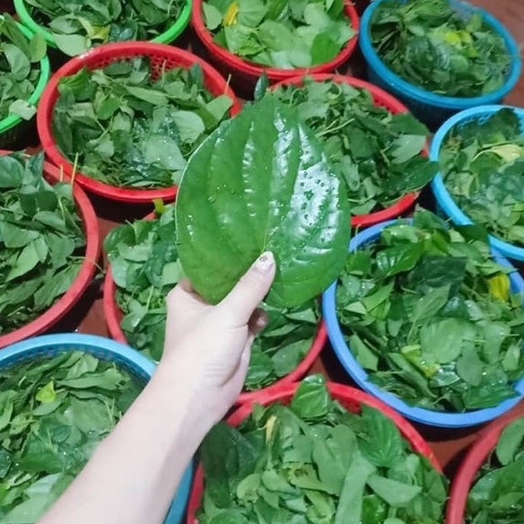 Bột lá trầu không 1kg nguyên chất 100% - đắp mặt nạ, xông vùng kín | Bột Natural