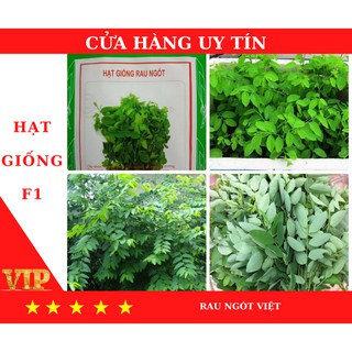 Hạt giống rau ngót Việt HN - MUA 4 TẶNG 1 CÙNG LOẠI