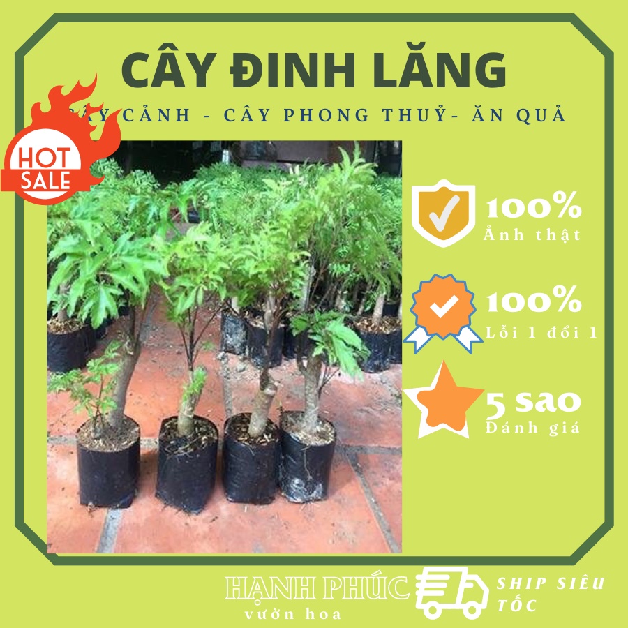Cây đinh lăng nếp giống lá nhỏ cao 30cm, mua 5 cây tặng 1 cây