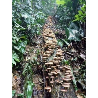 Nấm hương rừng