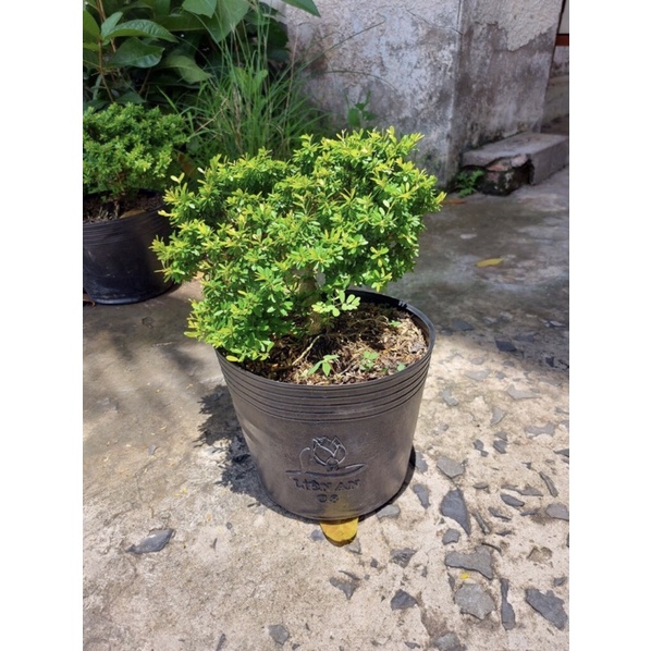 Caykiengsadec cây linh sam hạt gạo, bonsai mini sam hạt gạo tân phú, trang trí sân nhà