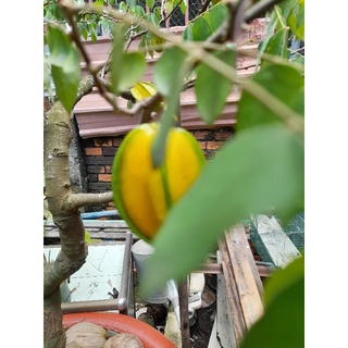 5 hạt giống khế ngọt