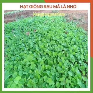 Hạt giống rau má lá nhỏ Rado (Rau má ta, Rau má hương), hạt giống rau  củ quả chính hãng