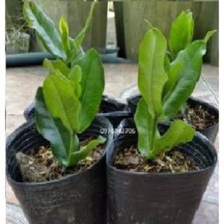 mẫu đơn bông trang phụng hoàng lửa (giao cây cỡ như hình cuối) -bscc